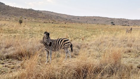 Das Spirit-Animal der ZU in freier Wildbahn bei einem der zwei Game-Drives durch den Pilanesberg-Nationalpark.  
