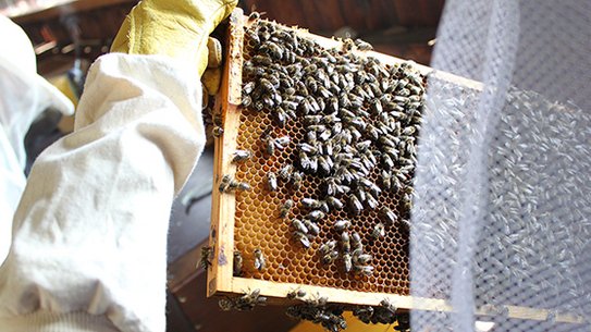 ZU Gründungen | nearBees